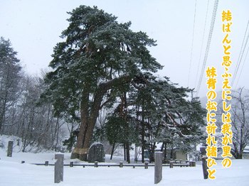 u雪の相生の松.jpg